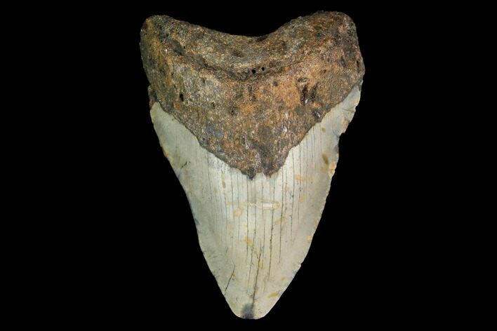 Fossil Megalodon Tooth - North Carolina #147780